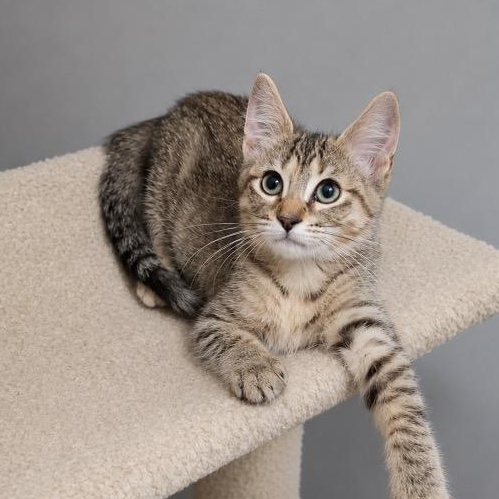 Lexi, Adoptable, Kitten Female Torbie.