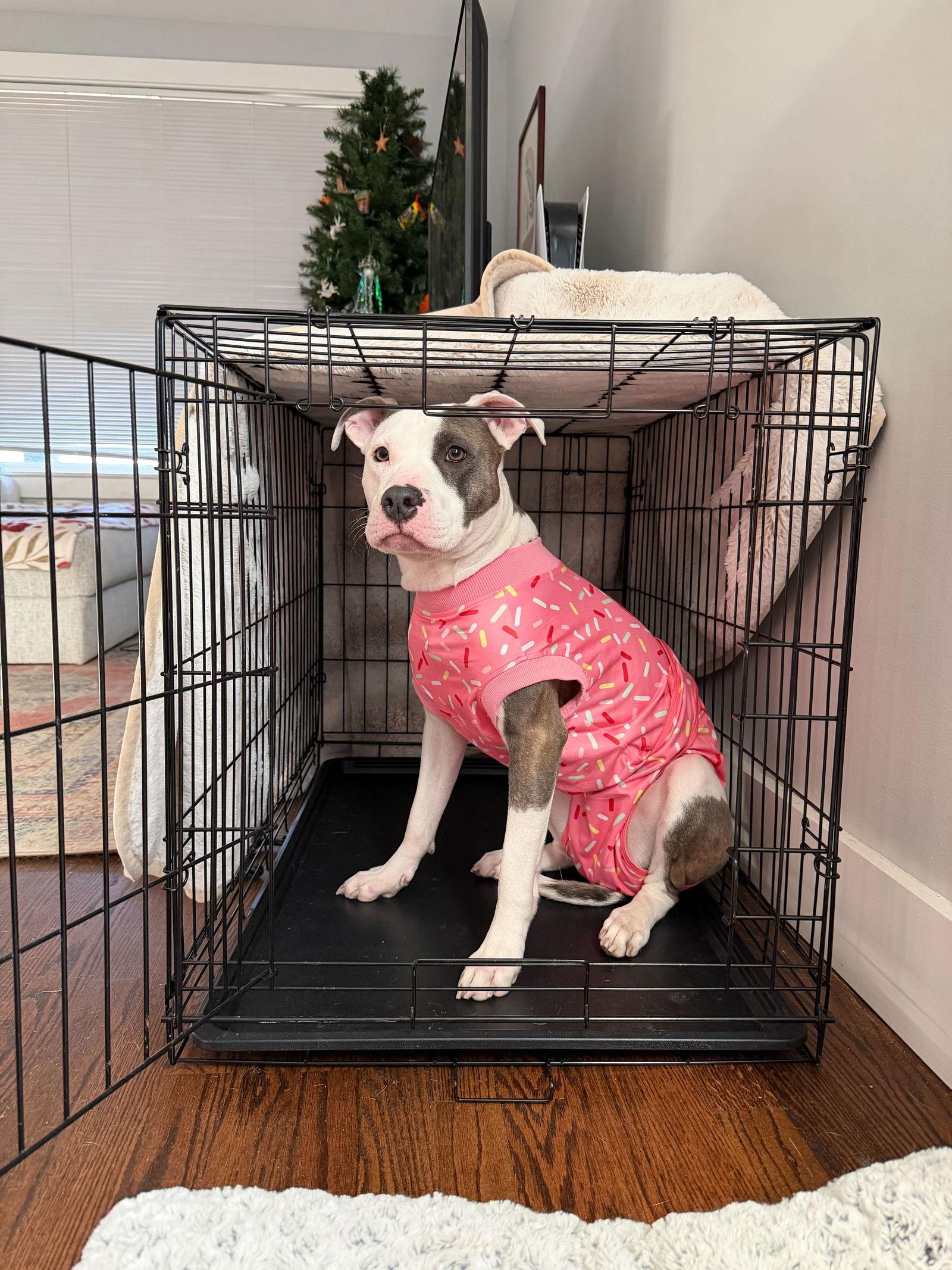 Piper, Adopted, Young Female Pit Bull Terrier & American Staffordshire Terrier.