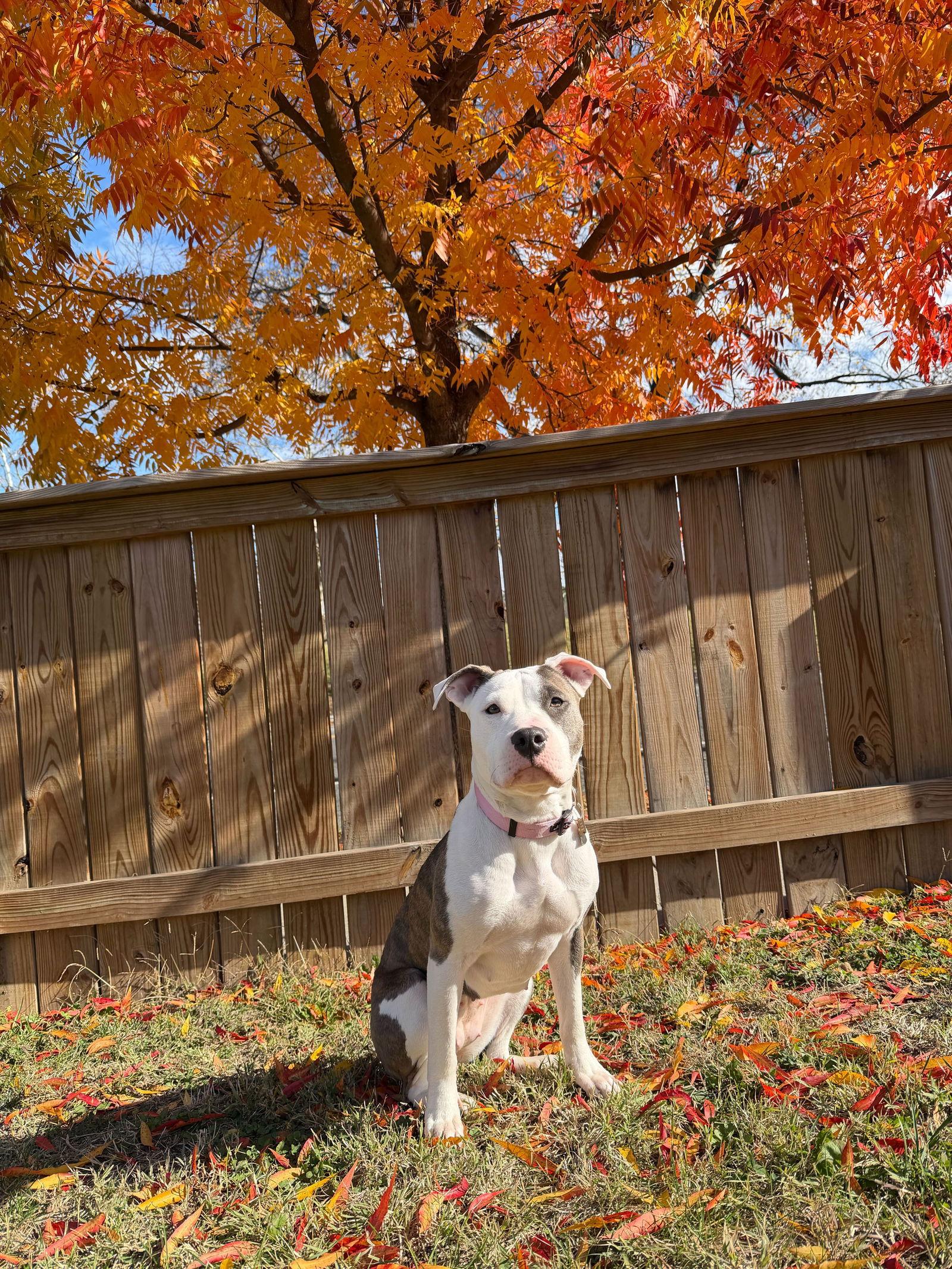 Enlarge Piper, a Adopted mixed breed in Baltimore, MD image 2/3