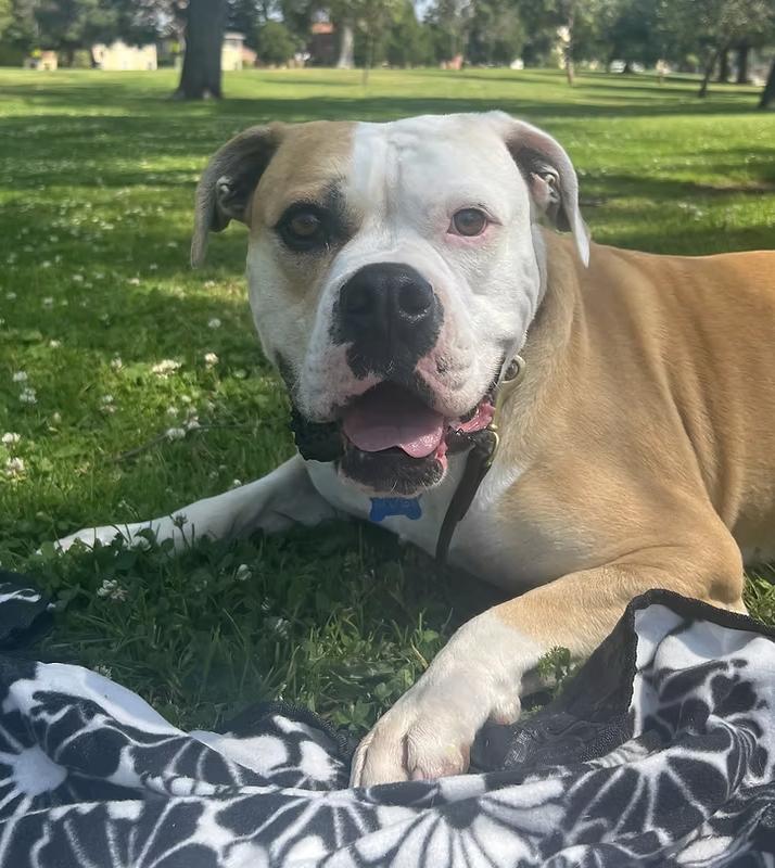 Enlarge Cade, a Adoptable American Bulldog in los angeles, CA image 2/6