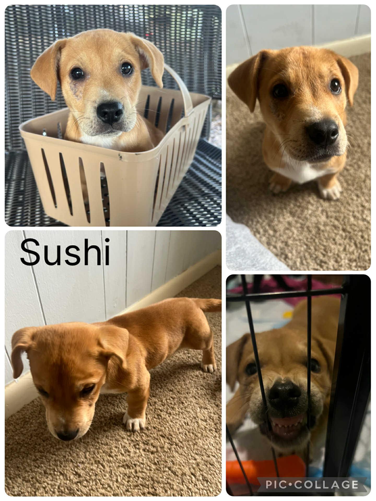 Enlarge Sushi, a ADOPTABLE mixed breed in Enterprise, AL image 1/1