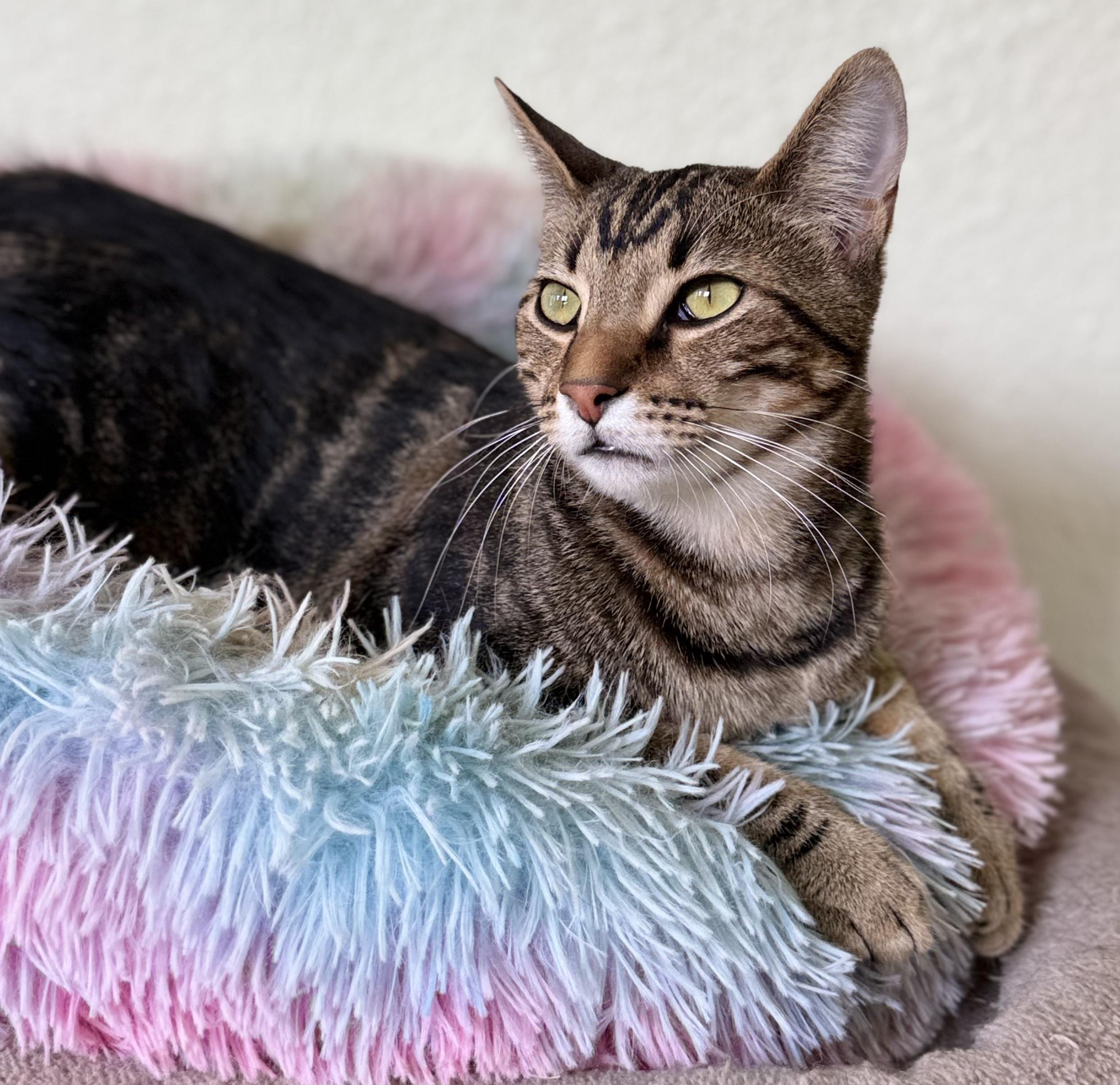 Ward, adopted, Young Female Tabby.