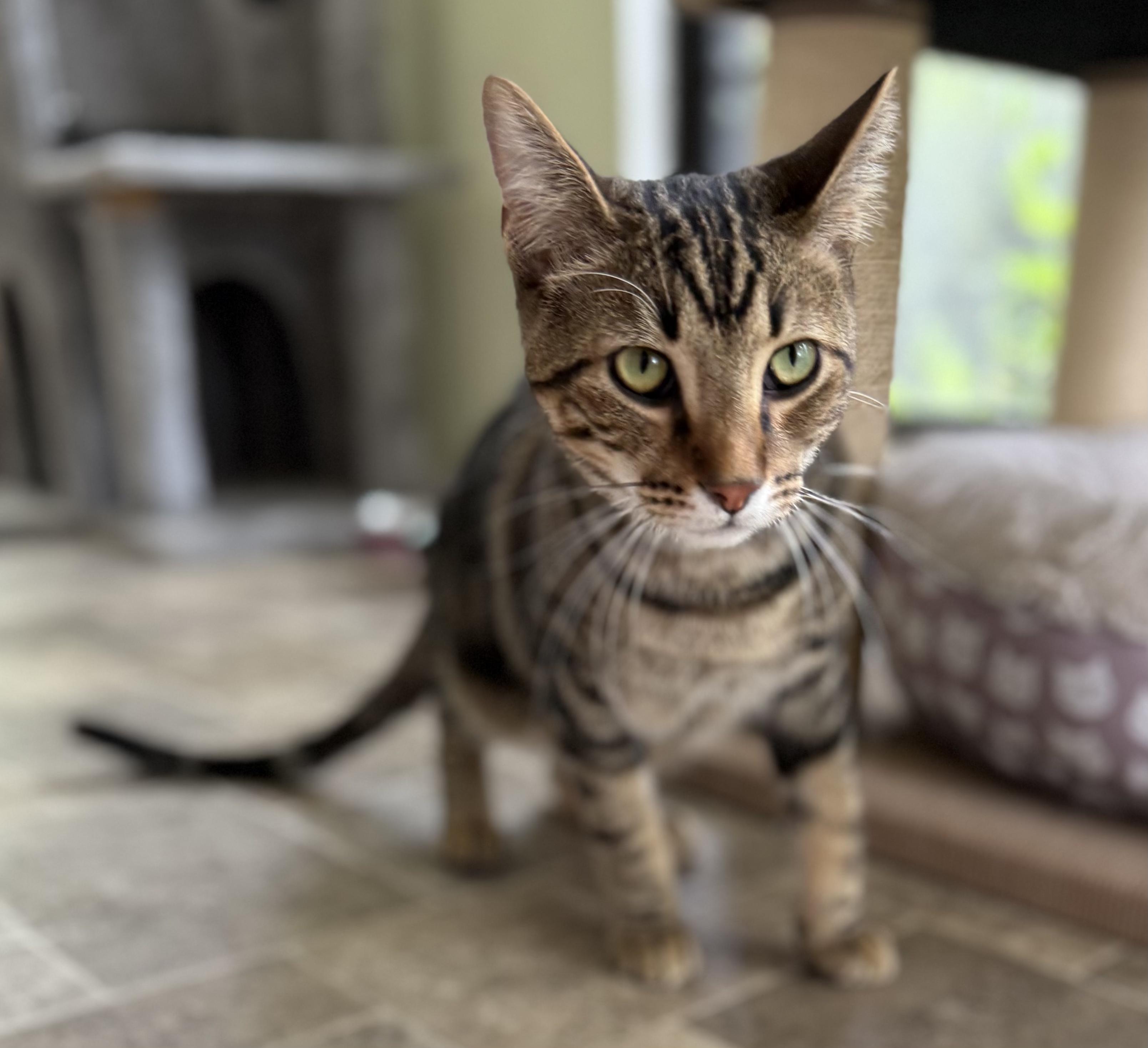 Ward, an adopted Tabby in Prescott, AZ image 4/5