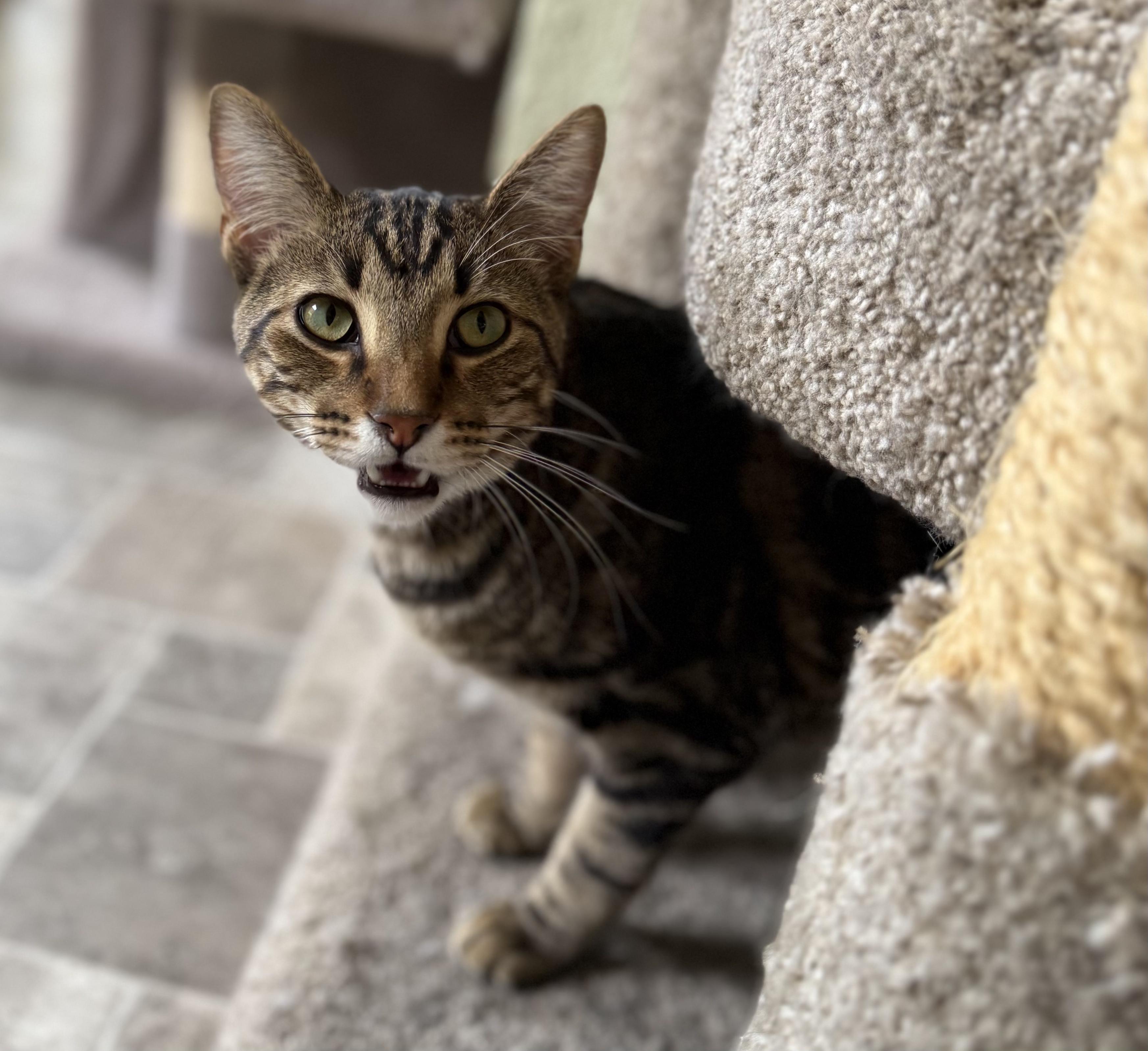 Ward, an adopted Tabby in Prescott, AZ image 5/5