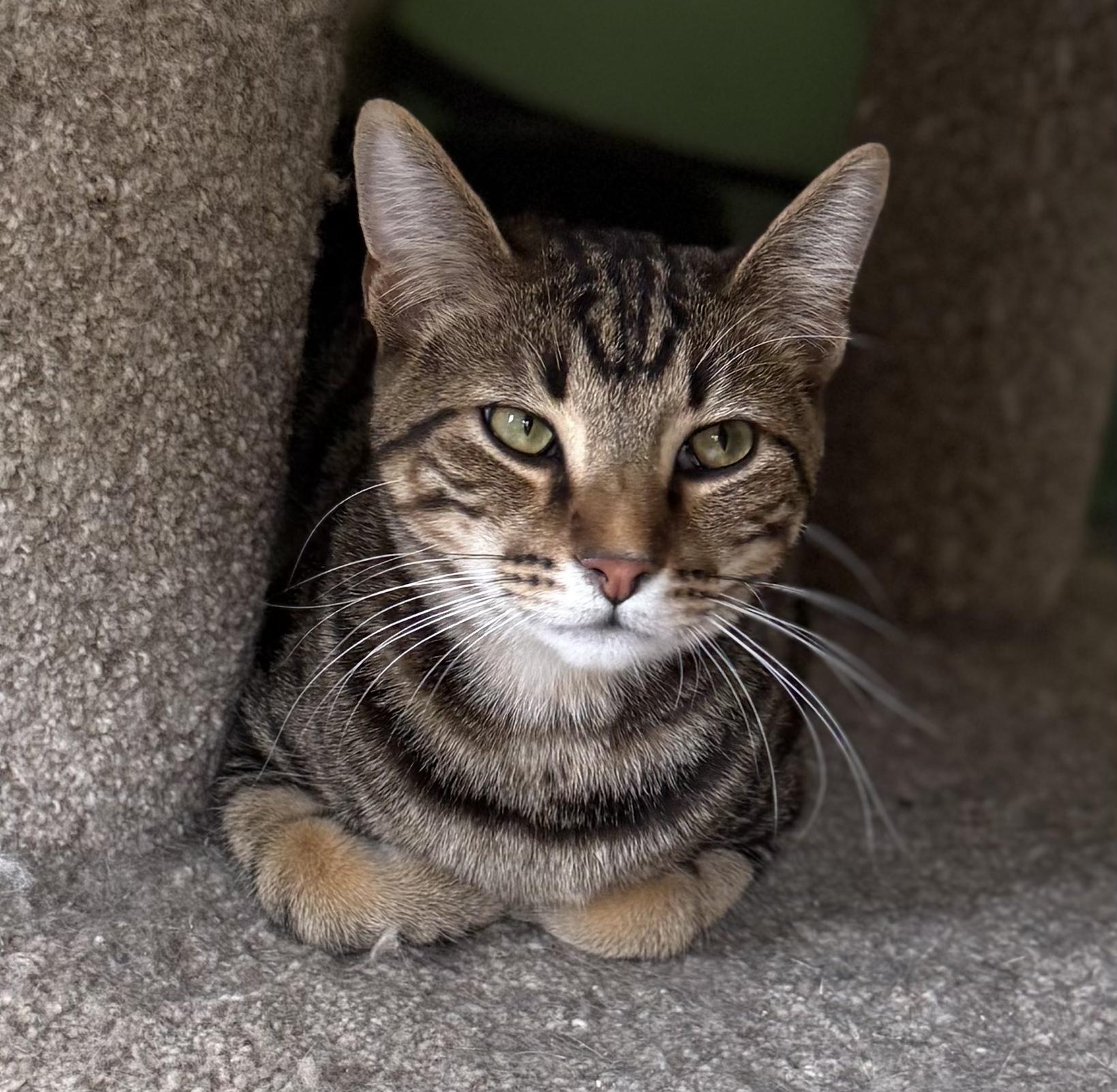 Ward, an adopted Tabby in Prescott, AZ image 2/5