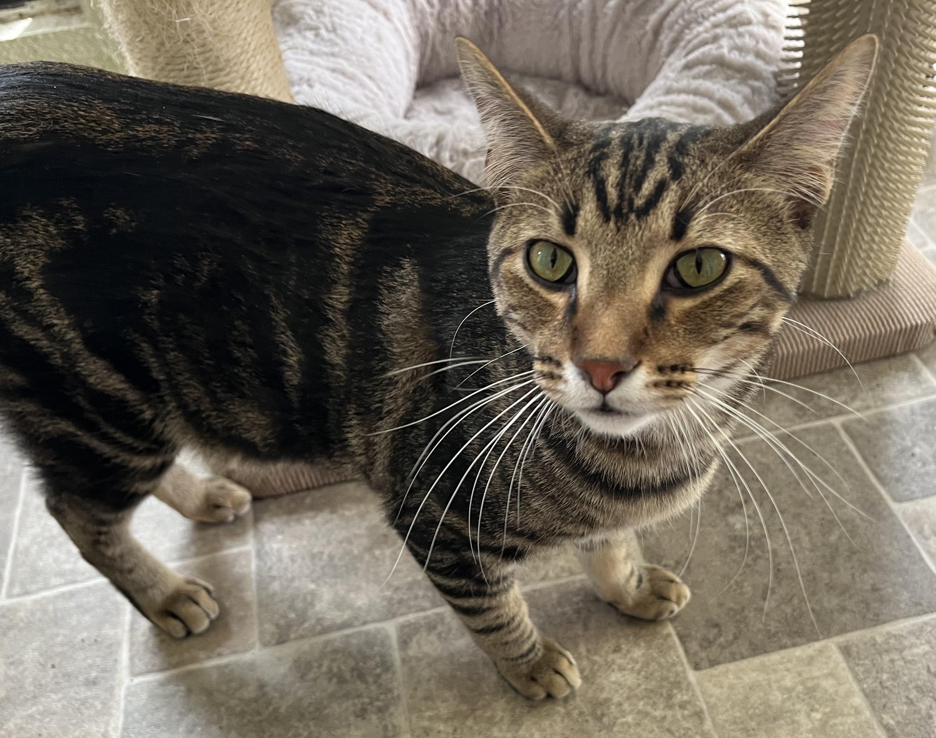 Ward, an adopted Tabby in Prescott, AZ image 3/5