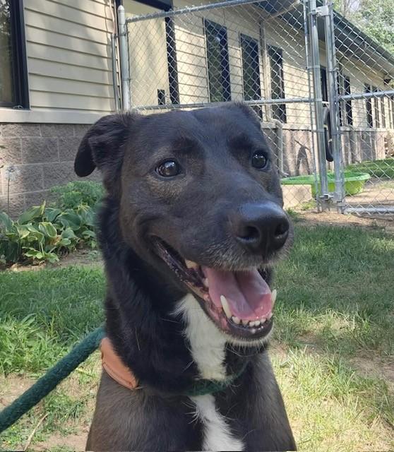 Greta, ADOPTABLE, Adult Female Husky & Border Collie.