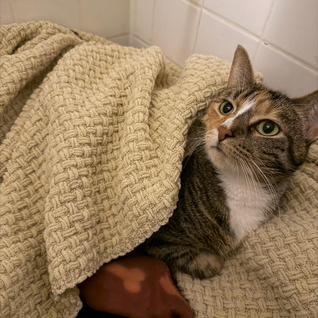 Honey Katz — thumbnail 2