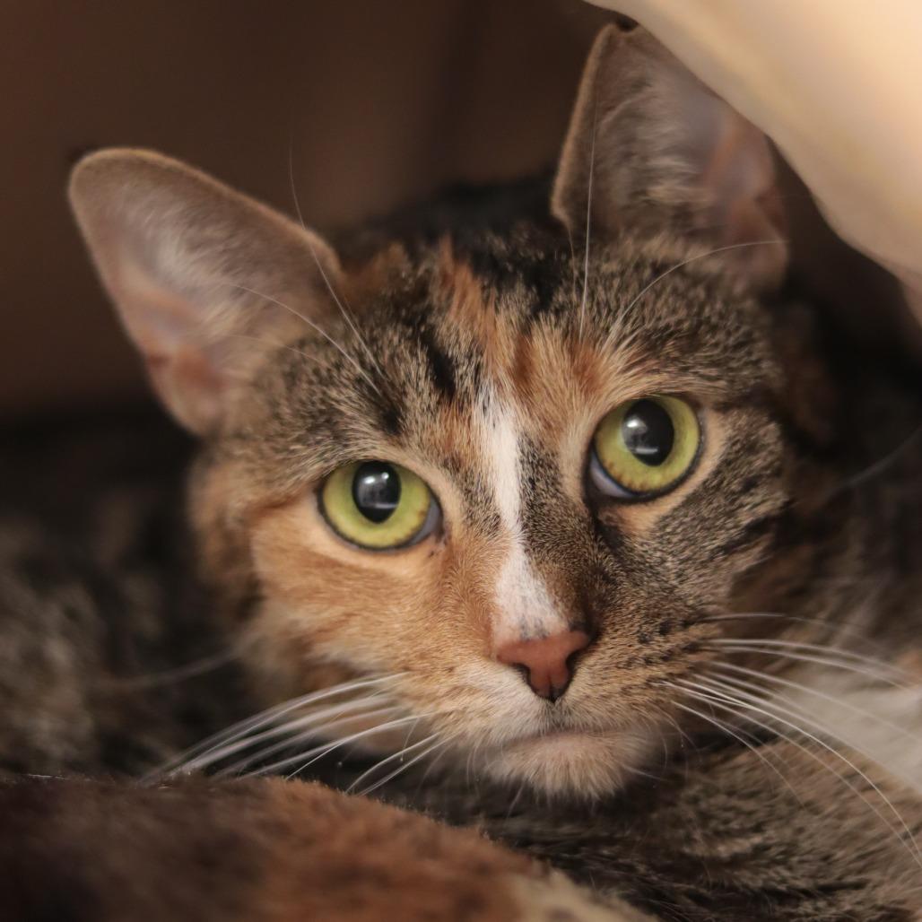 Honey Katz — thumbnail 3