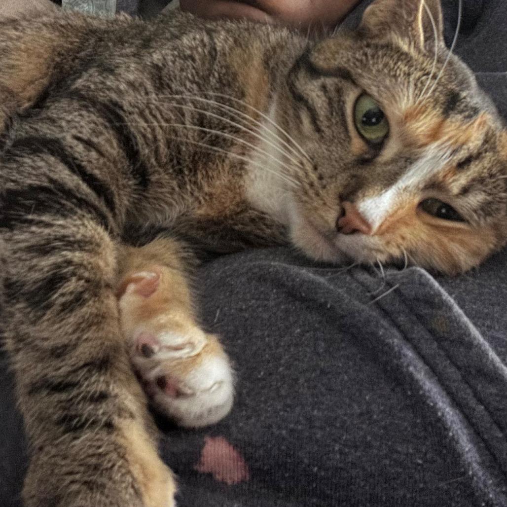 Honey Katz — thumbnail 4