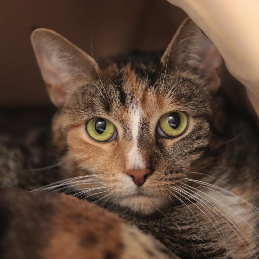 Honey Katz — thumbnail 5