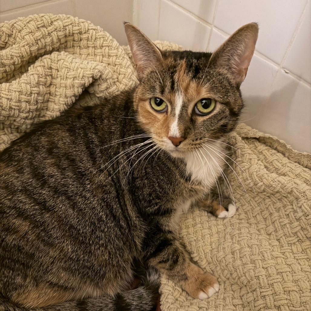 Honey Katz — thumbnail 6