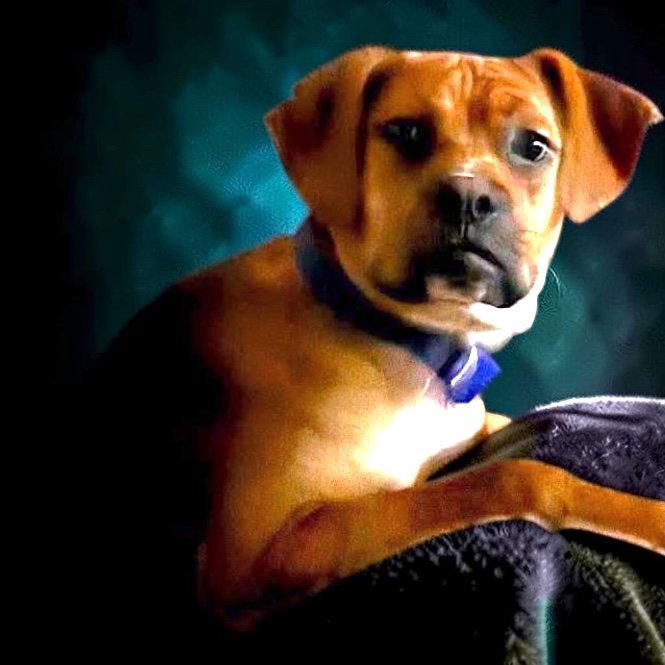 Bo Boxer, a Adoptable mixed breed in Berwick, PA image 2/3