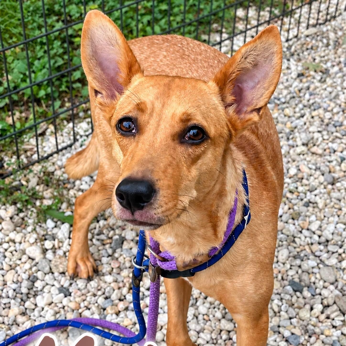 Mocha, Adoptable, Adult Female Basenji.