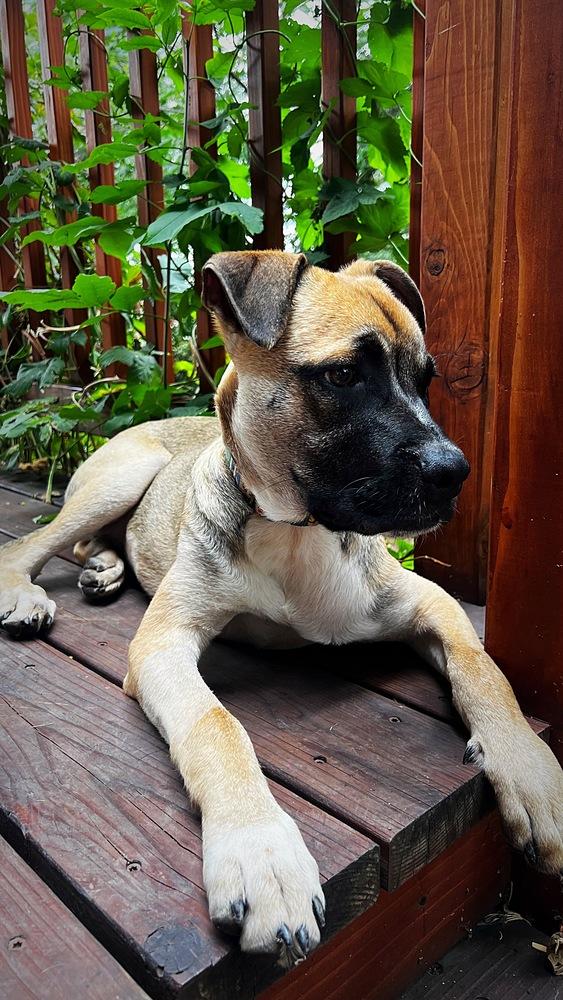 Monique, Adoptable, Puppy Female Mastiff.