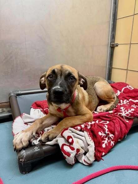 Enlarge Monique, a Adoptable mixed breed in Aurora, CO image 2/3