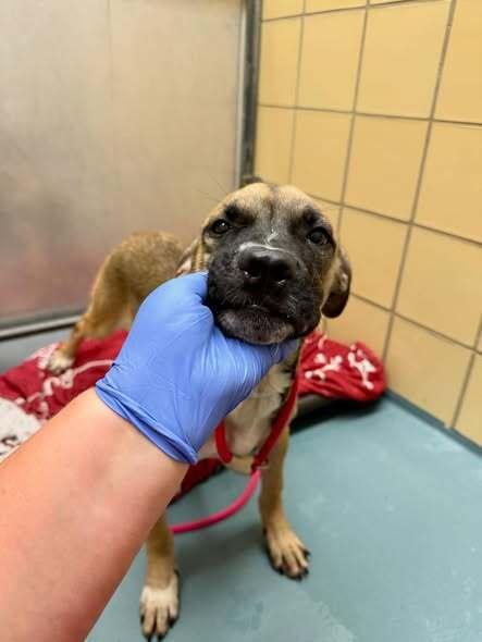 Enlarge Monique, a Adoptable mixed breed in Aurora, CO image 3/3