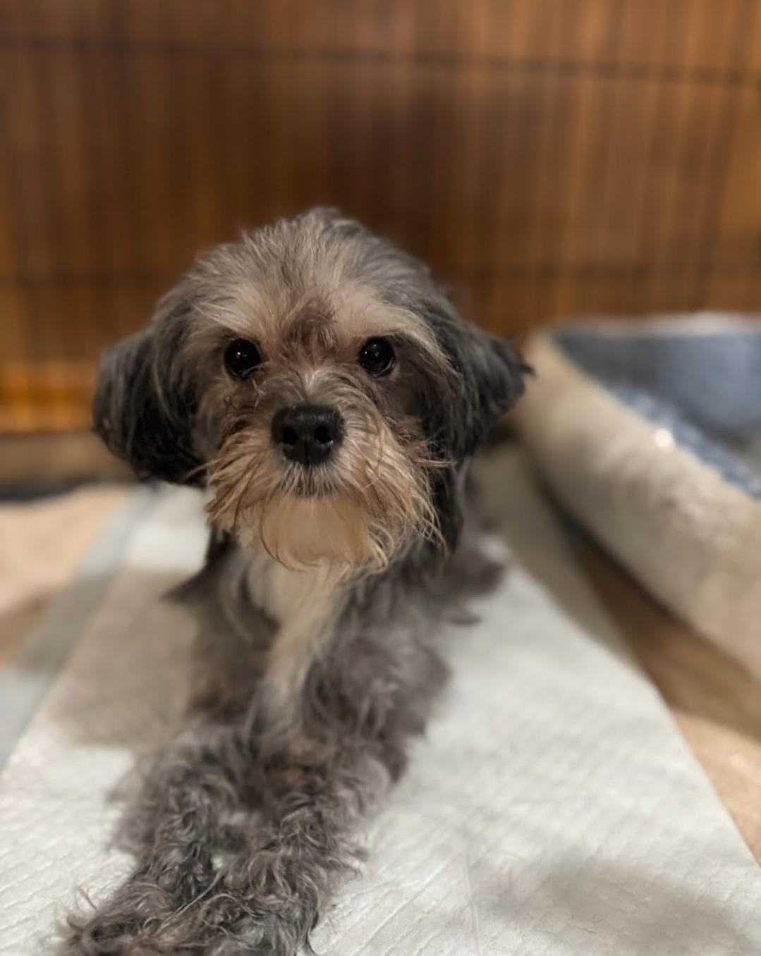 Frappe, Adopted, Adult Male Shih Tzu.