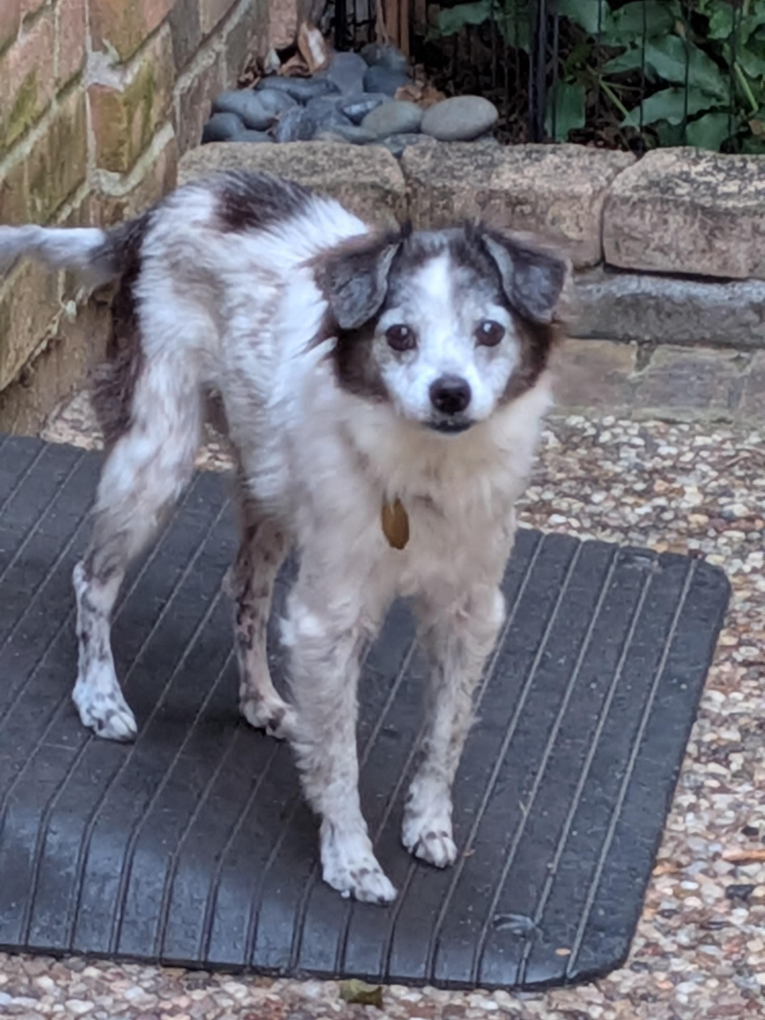 Enlarge Mi'jo, a Adoptable mixed breed in Putnam, CT image 6/6