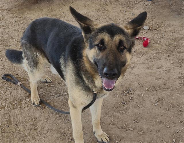 DANIEL, Adoptable, Adult Male German Shepherd Dog & Mixed Breed.