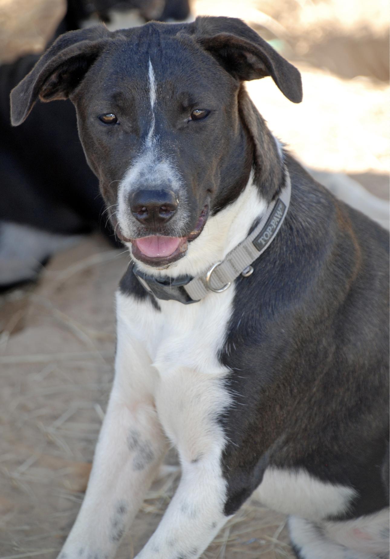 Silver Girl, a Adoptable mixed breed in Madisonville, TX image 1/5