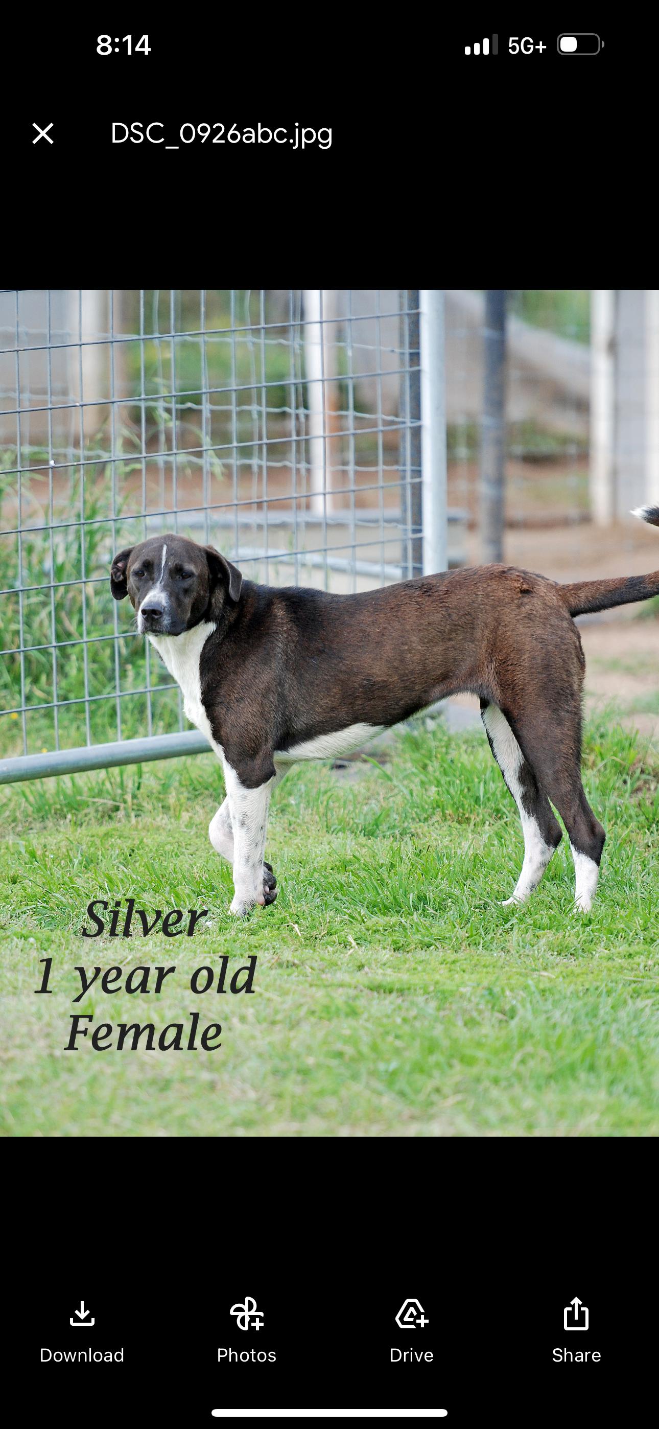 Enlarge Silver Girl, a Adoptable mixed breed in Madisonville, TX image 3/4