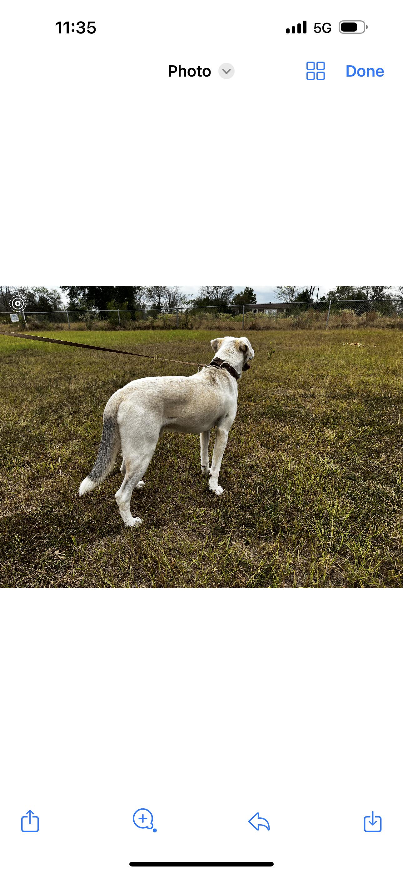 Silver Girl, a Adoptable mixed breed in Madisonville, TX image 2/5