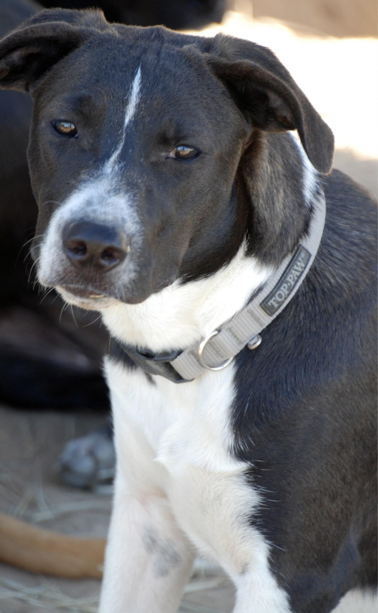 Silver Girl, a Adoptable mixed breed in Madisonville, TX image 3/5