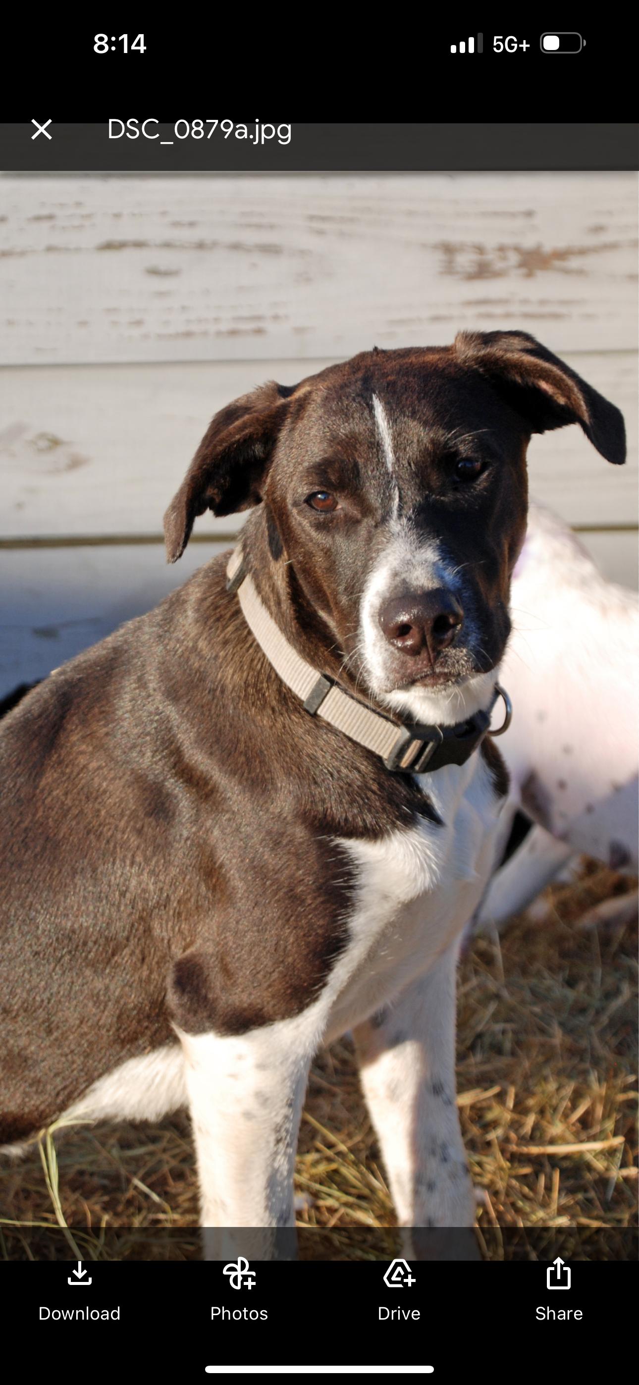 Enlarge Silver Girl, a Adoptable mixed breed in Madisonville, TX image 1/4