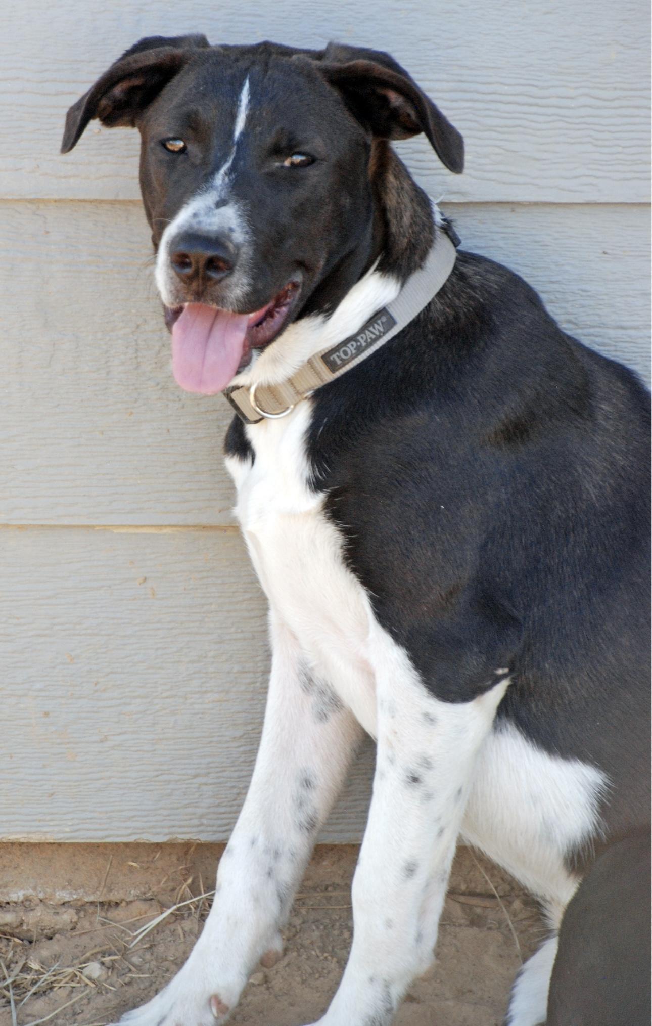 Silver Girl, a Adoptable mixed breed in Madisonville, TX image 4/5
