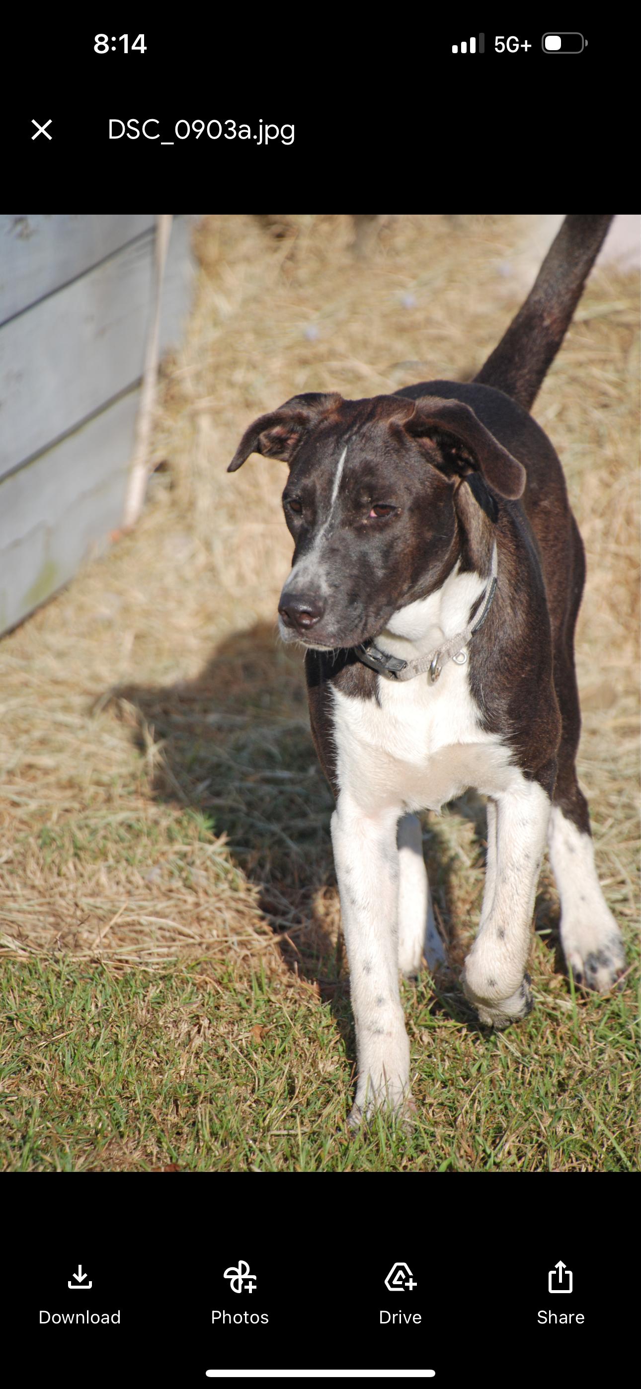 Enlarge Silver Girl, a Adoptable mixed breed in Madisonville, TX image 4/4