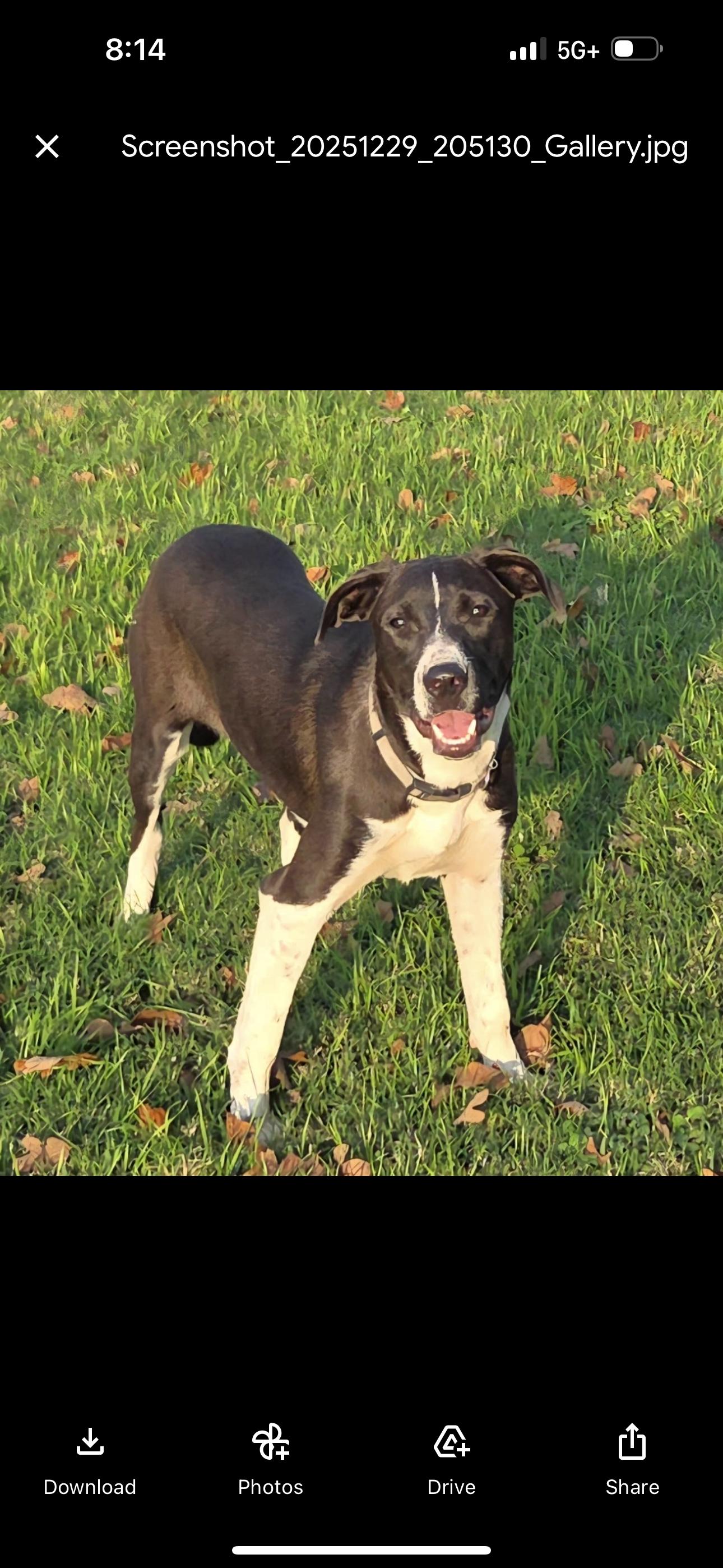 Enlarge Silver Girl, a Adoptable mixed breed in Madisonville, TX image 2/4