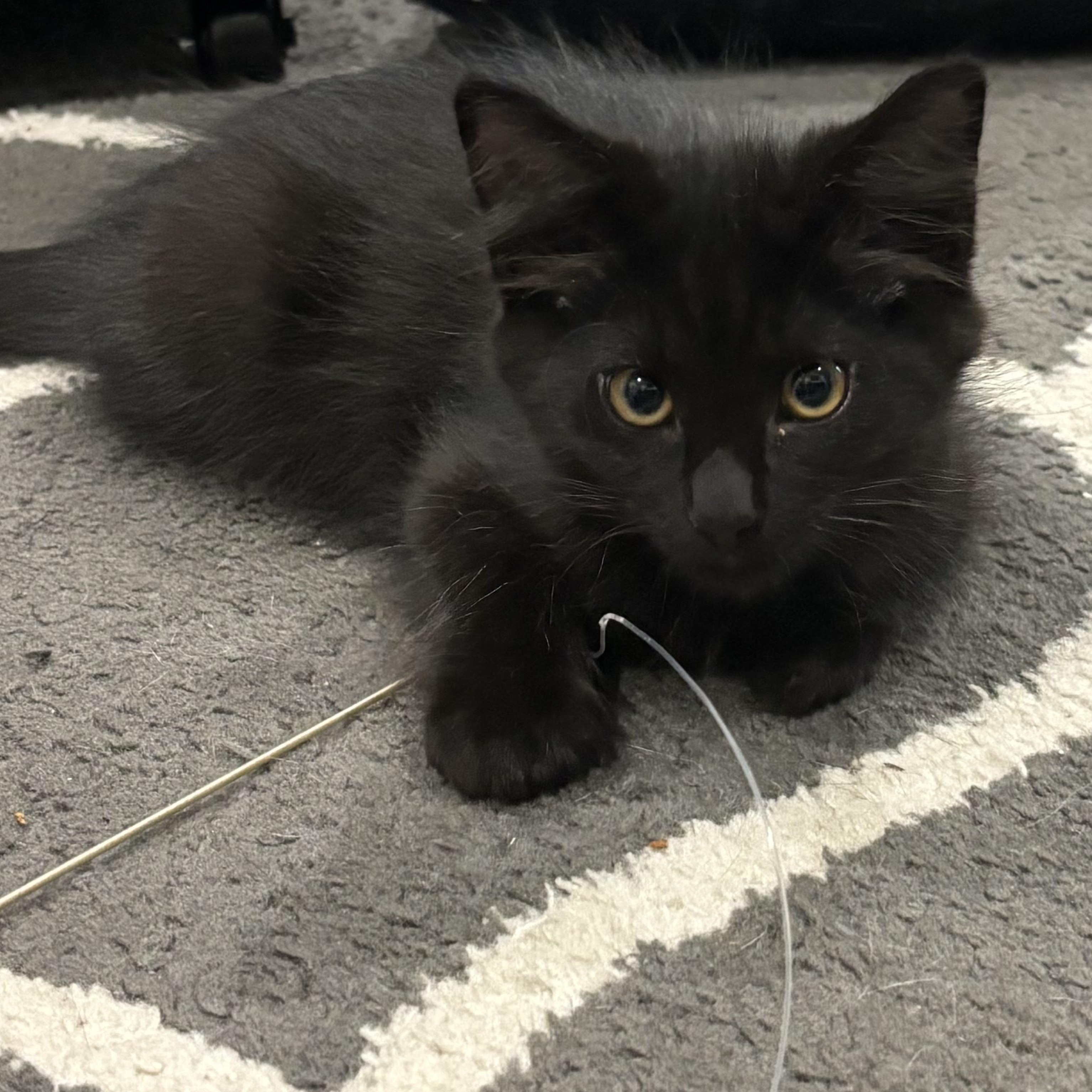 Thunder, a ADOPTABLE Domestic Short Hair in Portland, OR image 6/6