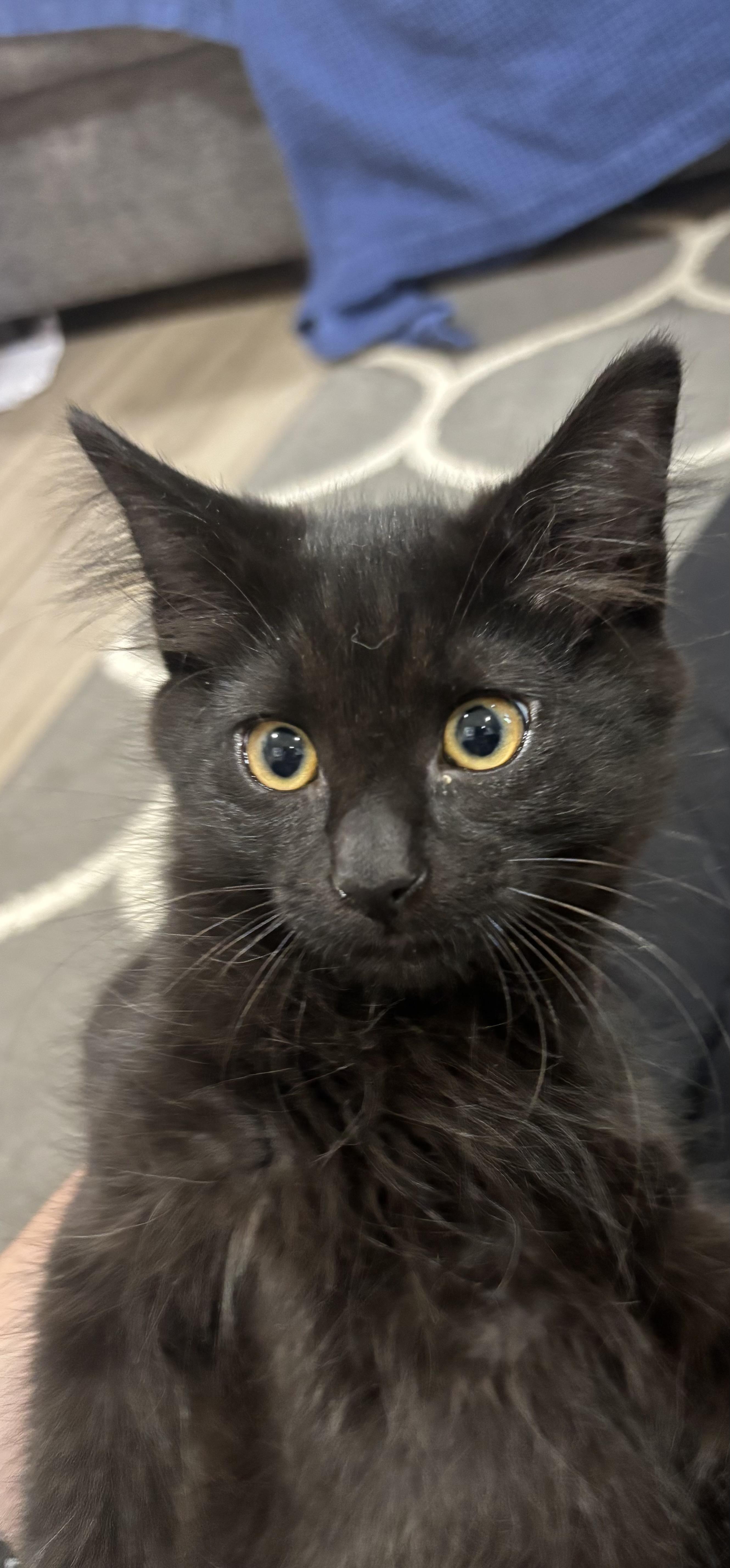 Thunder, a ADOPTABLE Domestic Short Hair in Portland, OR image 4/6