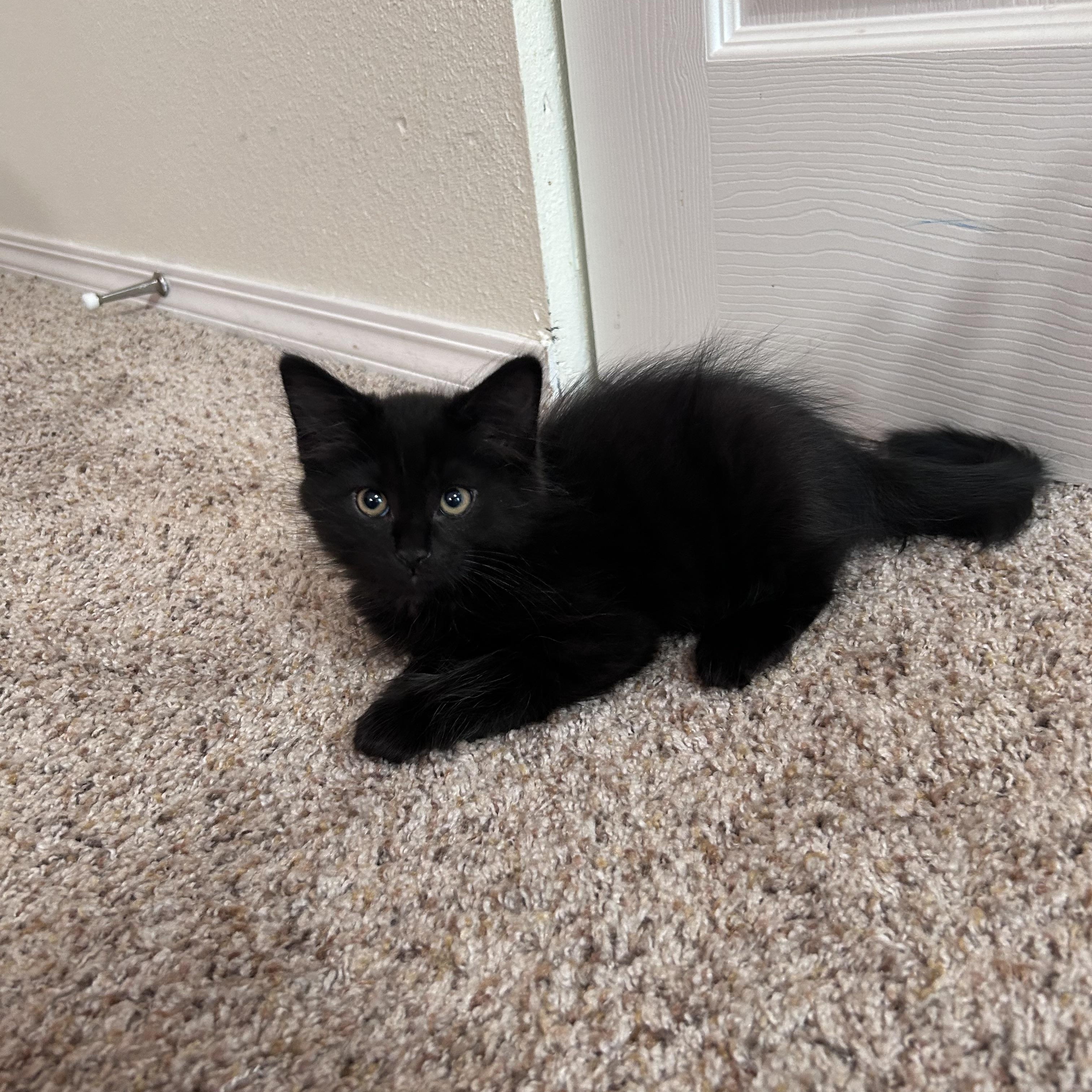 Thunder, a ADOPTABLE Domestic Short Hair in Portland, OR image 2/6