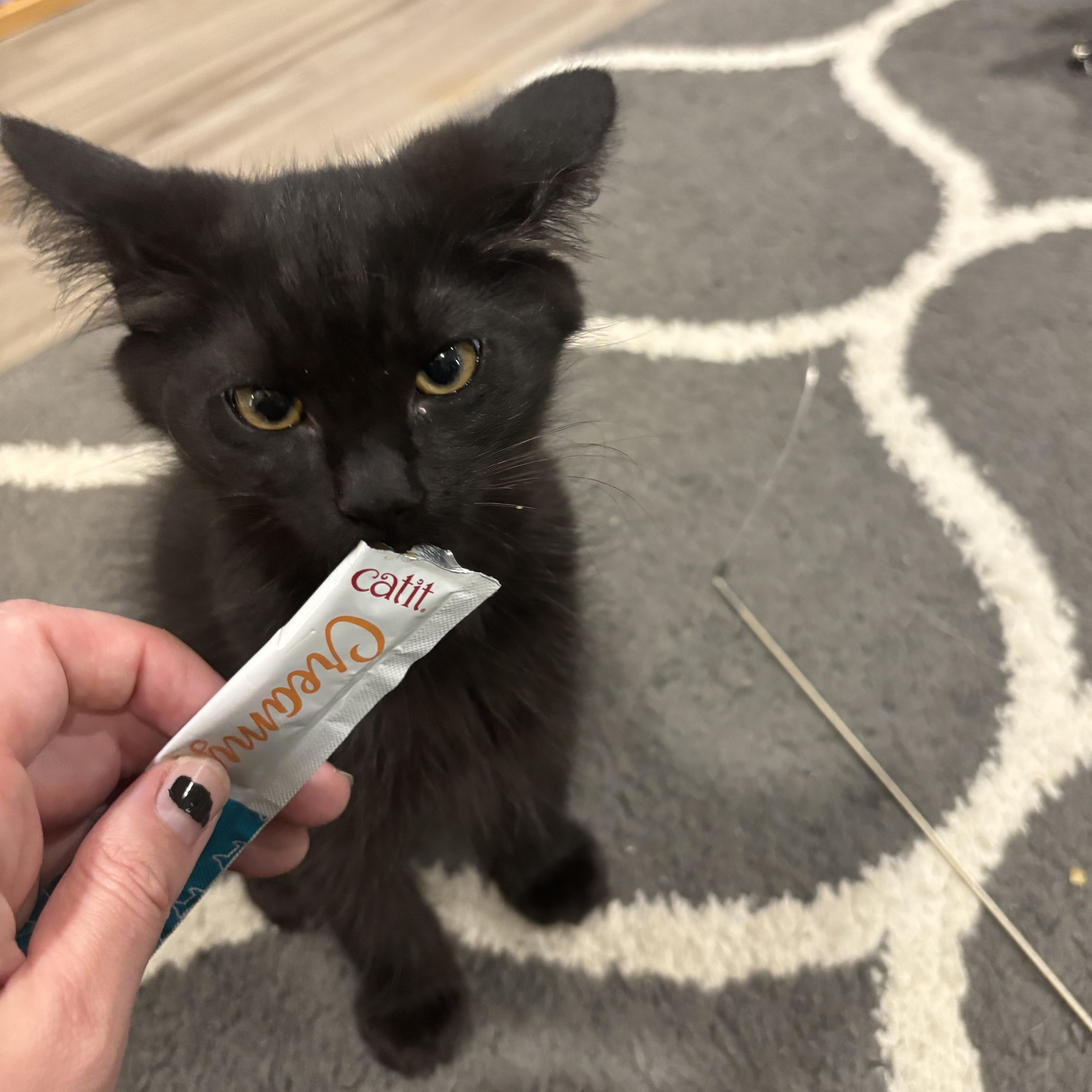 Thunder, a ADOPTABLE Domestic Short Hair in Portland, OR image 5/6