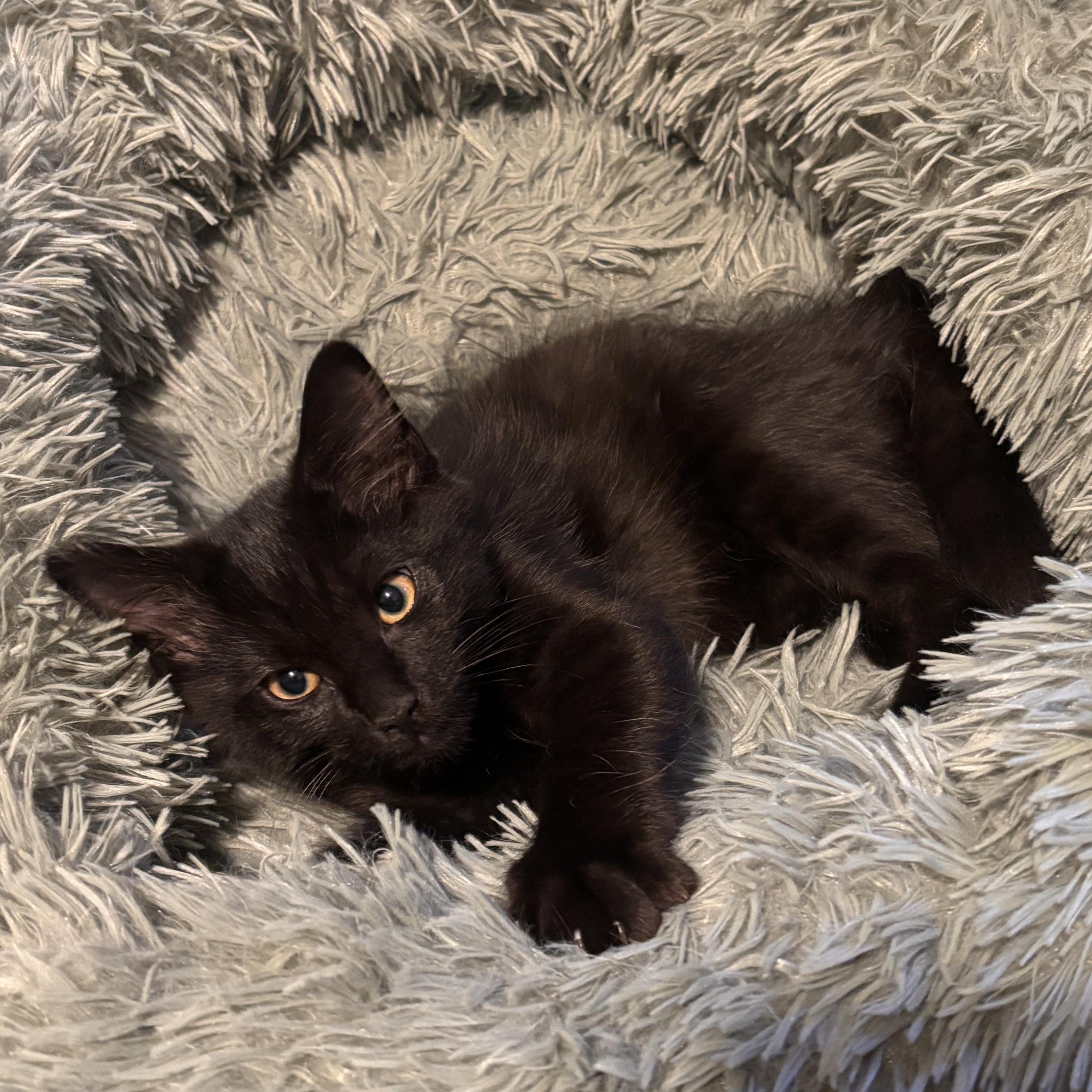 Thunder, a ADOPTABLE Domestic Short Hair in Portland, OR image 1/6