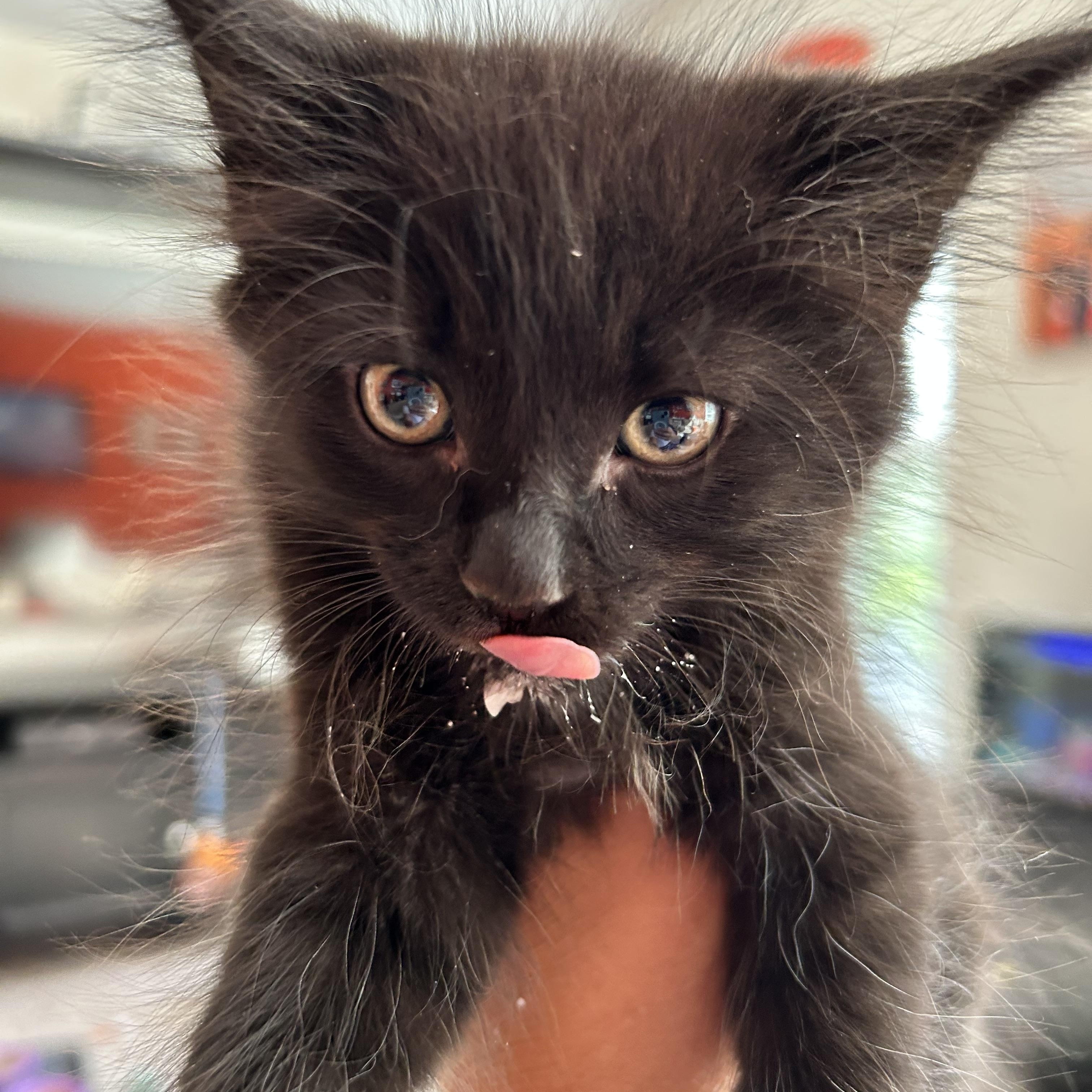 Thunder, a ADOPTABLE Domestic Short Hair in Portland, OR image 3/6