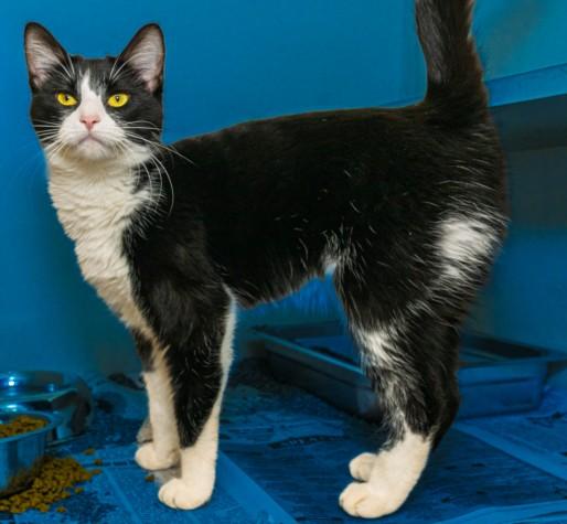 BELLA, Adoptable, Young Female Domestic Short Hair.