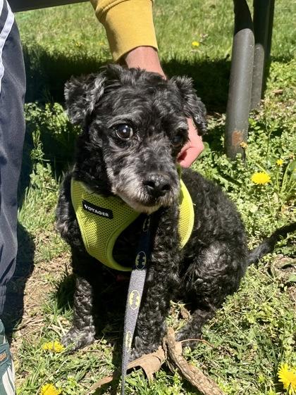 Enlarge Chase, a Adoptable mixed breed in Annapolis, MD image 3/3