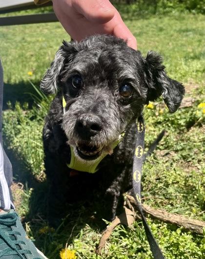 Enlarge Chase, a Adoptable mixed breed in Annapolis, MD image 2/3
