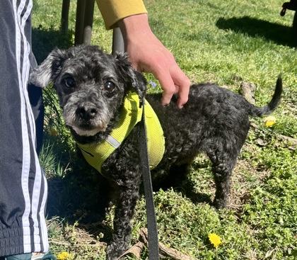 Enlarge Chase, a Adoptable mixed breed in Annapolis, MD image 1/3