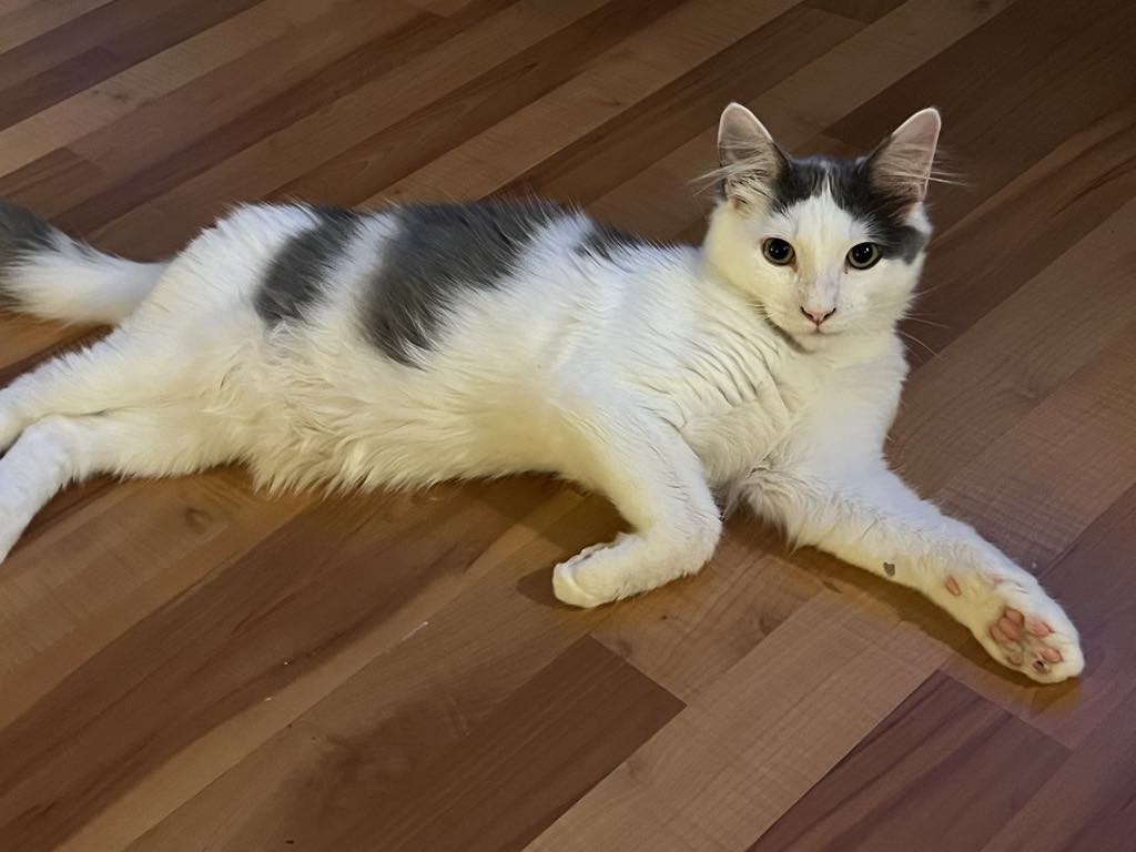 Yogi, Young Male Calico