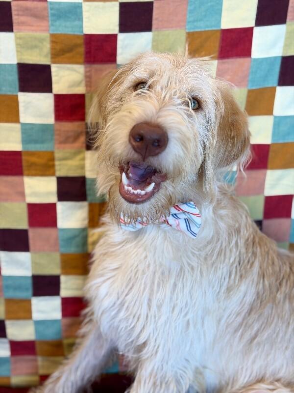 Enlarge SpaghettiO, a Adoptable mixed breed in Fruit Heights, UT image 1/6