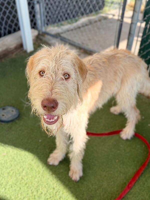 Enlarge SpaghettiO, a Adoptable mixed breed in Fruit Heights, UT image 2/6