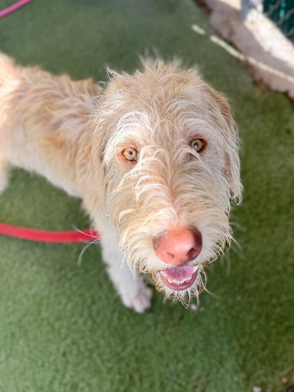 Enlarge SpaghettiO, a Adoptable mixed breed in Fruit Heights, UT image 3/6