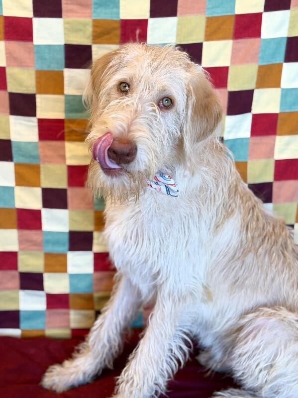 Enlarge SpaghettiO, a Adoptable mixed breed in Fruit Heights, UT image 4/6