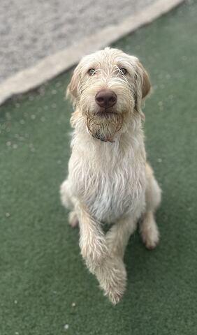 Enlarge SpaghettiO, a Adoptable mixed breed in Fruit Heights, UT image 5/6