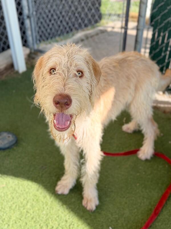 Enlarge SpaghettiO, a Adoptable mixed breed in Fruit Heights, UT image 6/6
