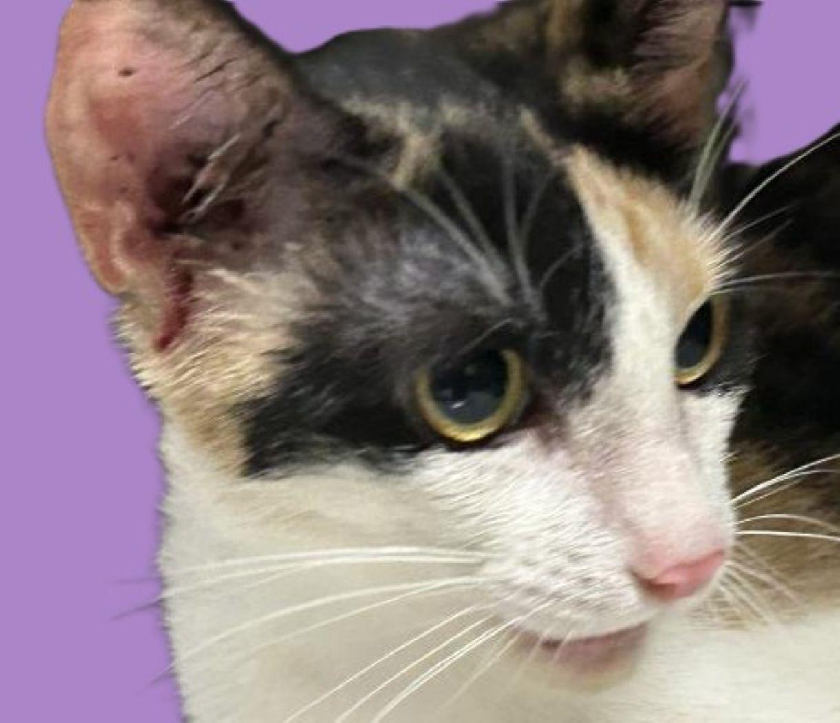 Enlarge Ophelia, a Adoptable Domestic Short Hair in Savannah, GA image 1/2
